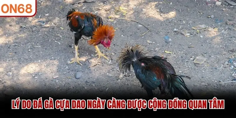 Lý do đá gà cựa dao ngày càng được cộng đồng quan tâm